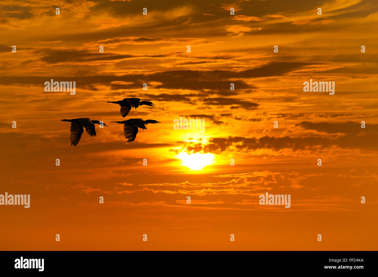 La migration des oiseaux est trois oiseaux volant pendant la saison de migration. Banque D'Images