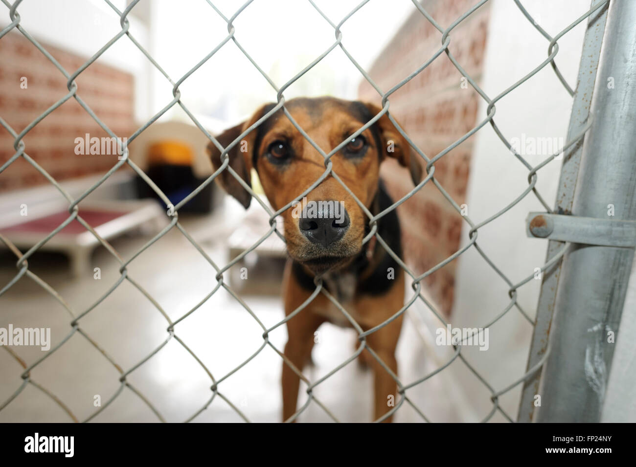 Chien est un abri est un beau chien dans un refuge pour animaux à travers la grille demande si quelqu'un va prendre chez lui t Banque D'Images