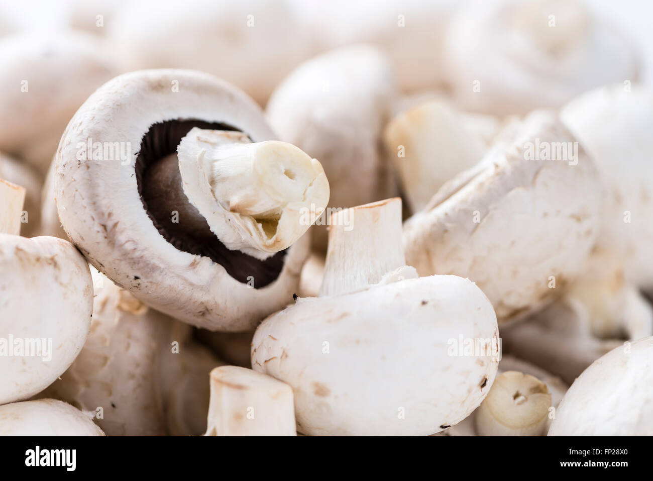 Partie de champignons blancs pour l'utiliser comme image de fond ou comme texture Banque D'Images