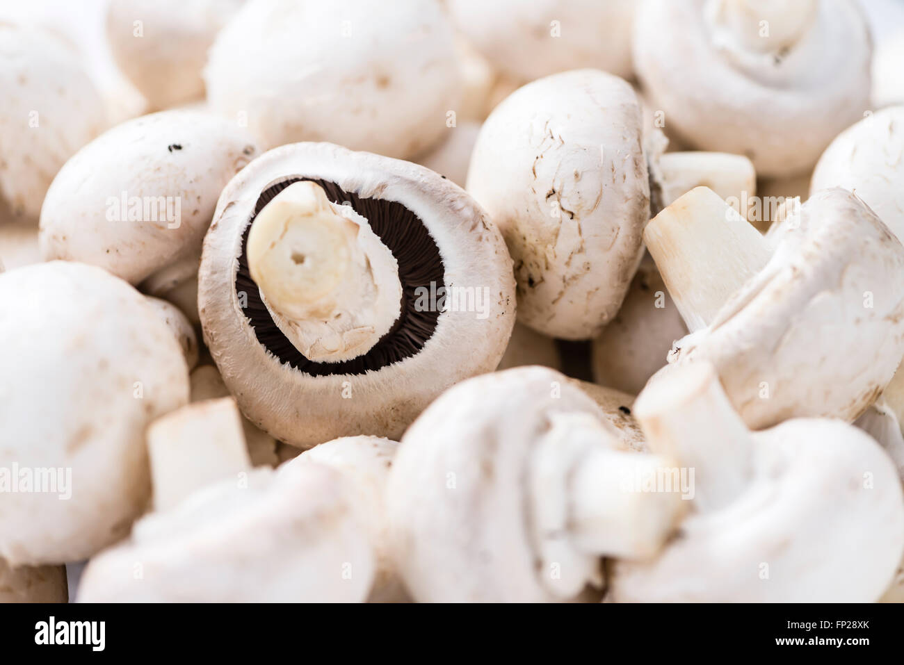 Partie de champignons blancs pour l'utiliser comme image de fond ou comme texture Banque D'Images