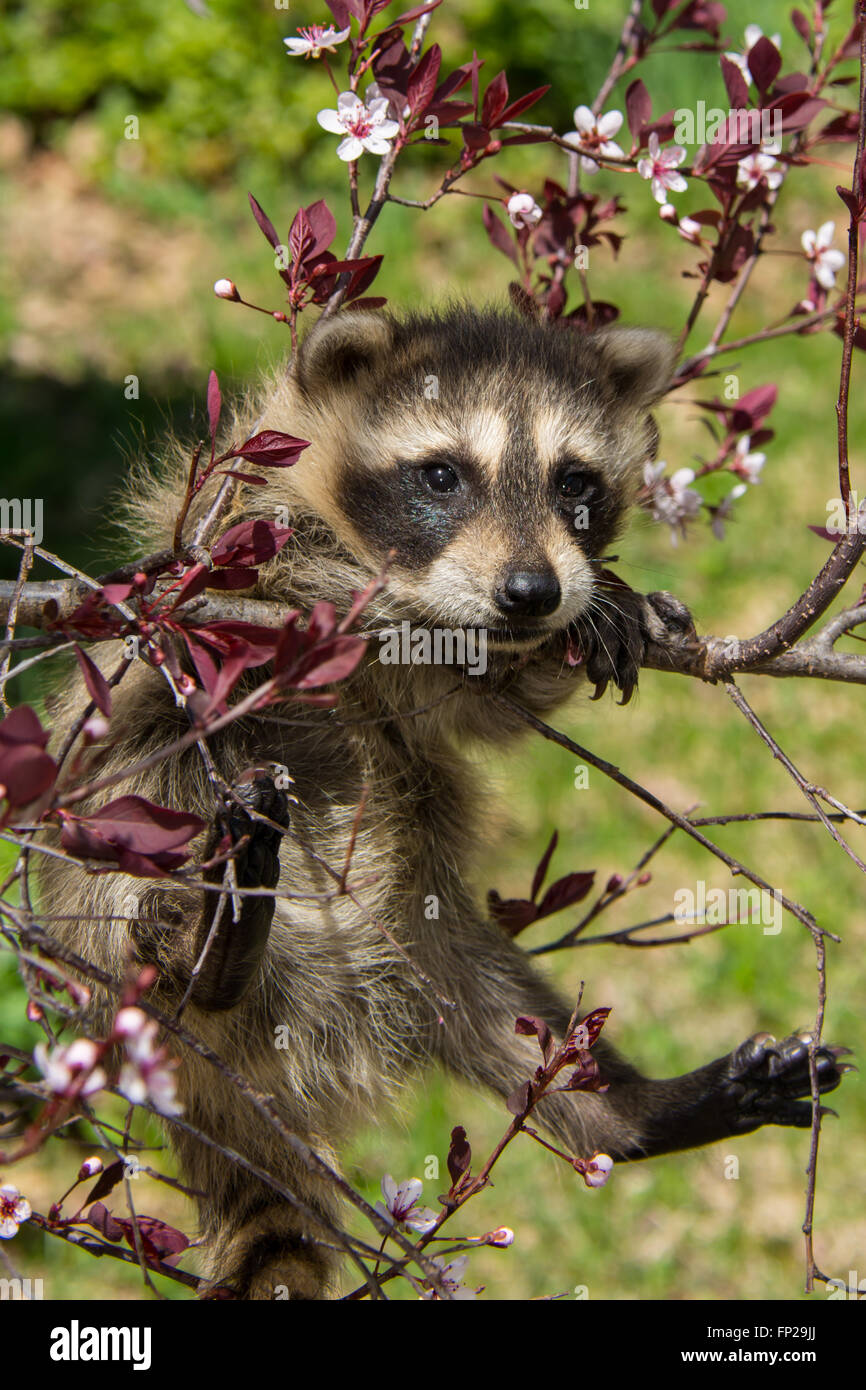 Bebe Raton Laveur Photo Stock Alamy