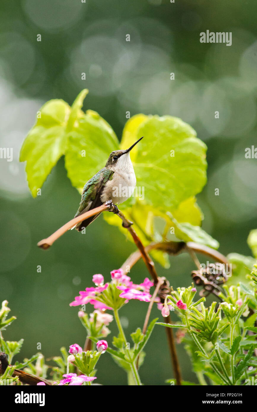 Hummingbird perché sur une branche avec des fleurs dans un été, douche à effet pluie. Banque D'Images