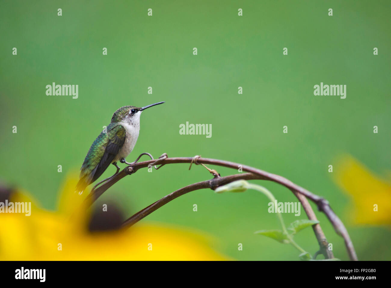 Hummingbird sur la perche en jardin d'été avec un fond vert. Banque D'Images