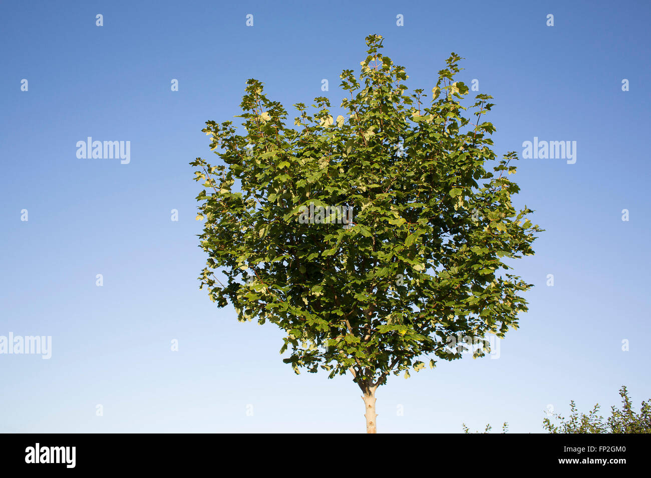 Un seul arbre touffu dans un champ. Banque D'Images