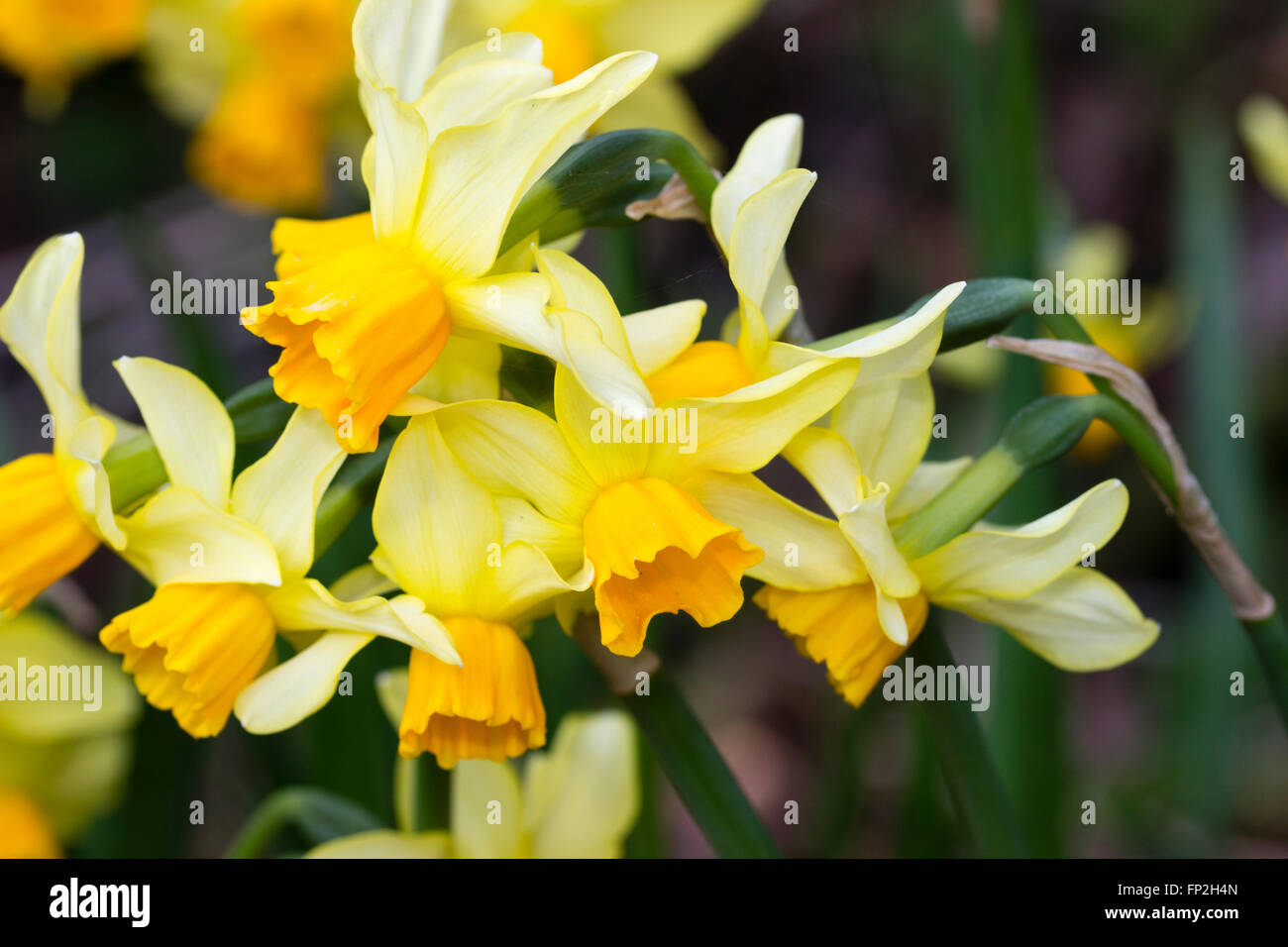 La floraison précoce, la corolle orange pâle et sépales de Narcissus 'Chanson' Eaton sont réalisés deux à une tige. Banque D'Images