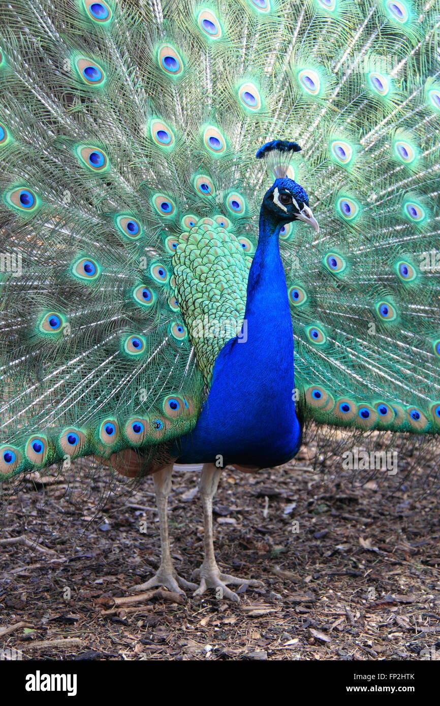 Peacock, Rare Breeds Faisanderie, Château de Sudeley, Winchcombe, Gloucestershire, Angleterre, Grande-Bretagne, Royaume-Uni, UK, Europe Banque D'Images