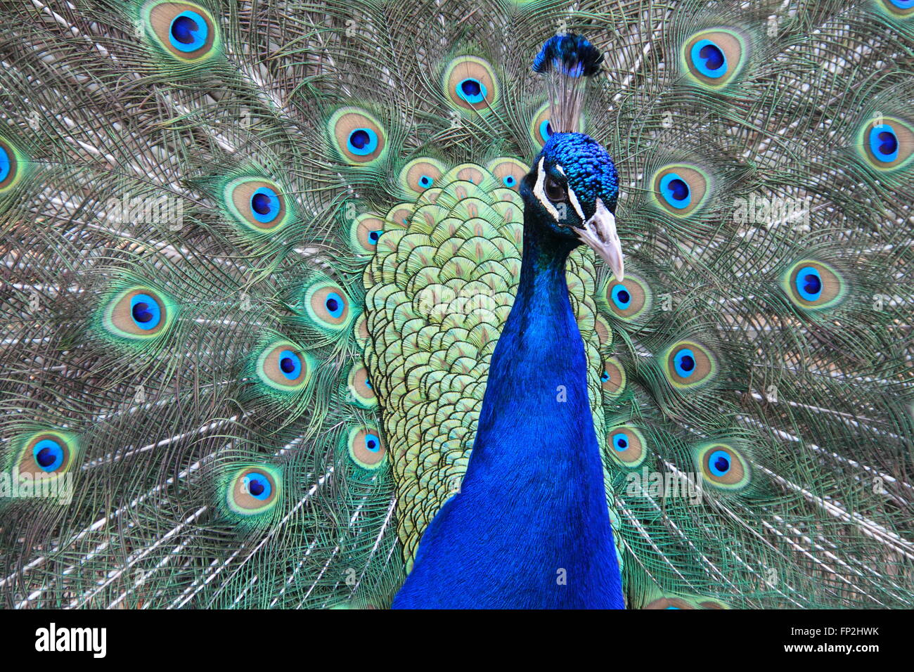 Peacock, Rare Breeds Faisanderie, Château de Sudeley, Winchcombe, Gloucestershire, Angleterre, Grande-Bretagne, Royaume-Uni, UK, Europe Banque D'Images