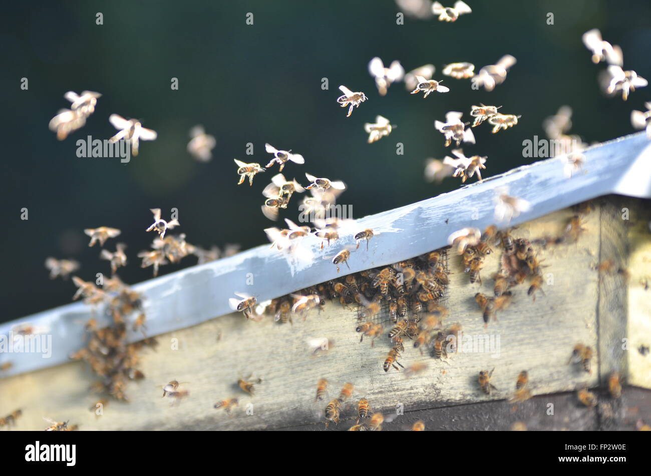 Essaim d'abeilles volant dans le rucher Banque D'Images