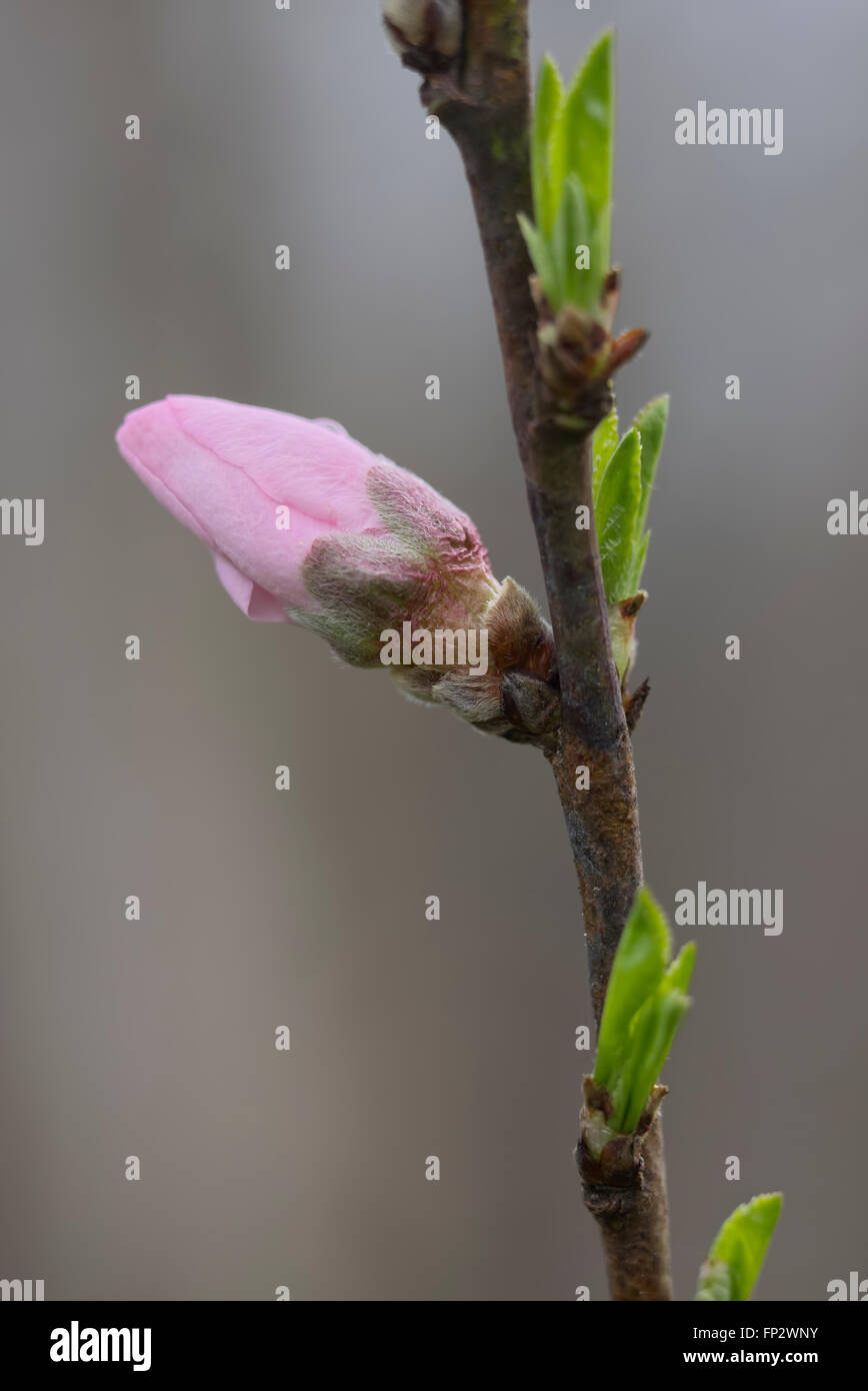 Nectarine fruit tree, bourgeons et fleurs. Super Sweet / Sweet Pearl Banque D'Images
