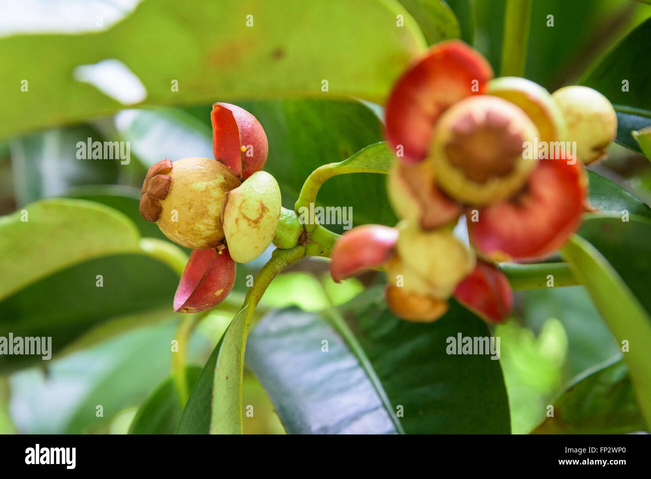 Close up soft fruit de mangoustan sur l'arbre de l'orchard en Thaïlande Banque D'Images