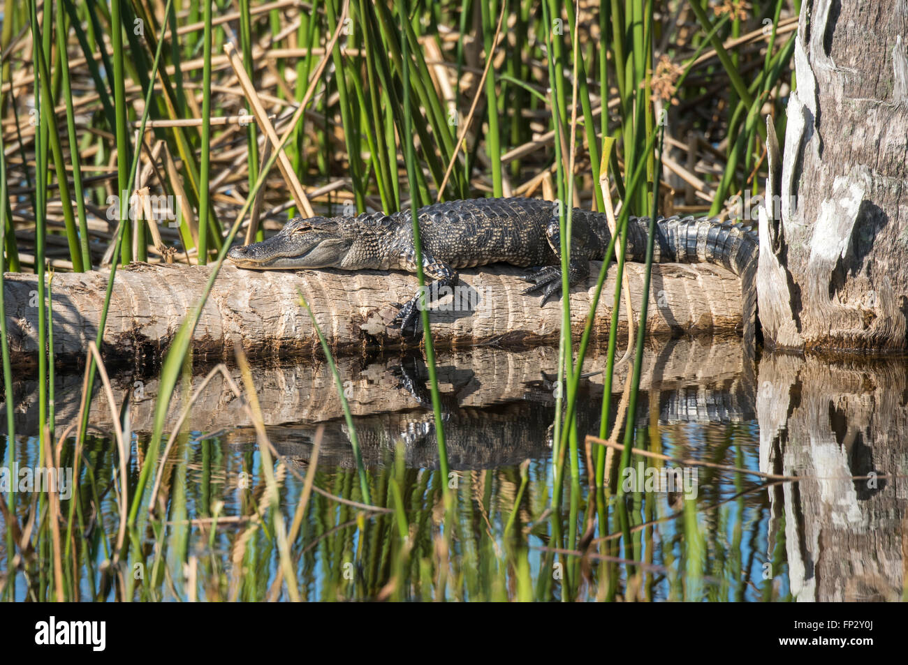 Soleil Alligator sur log à Viera Les zones humides, FL Banque D'Images