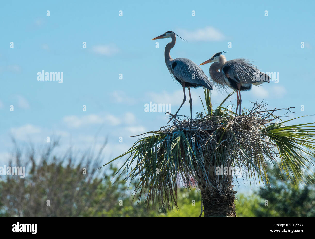 Paire de nidification des Grands Hérons en chou palmiste à Viera Les zones humides, FL Banque D'Images