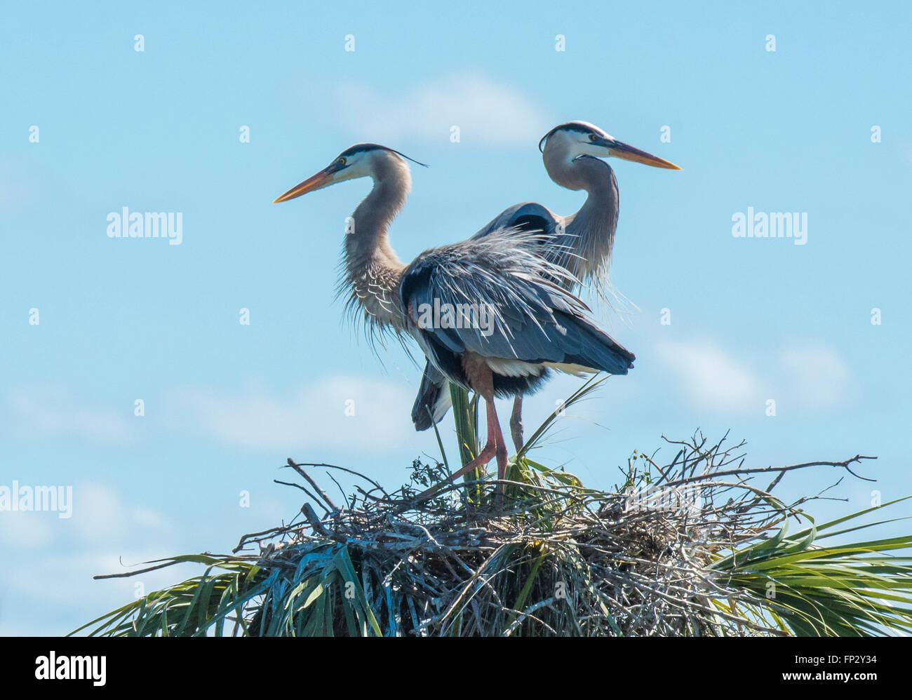 Paire de nidification des Grands Hérons en chou palmiste à Viera Les zones humides, FL Banque D'Images