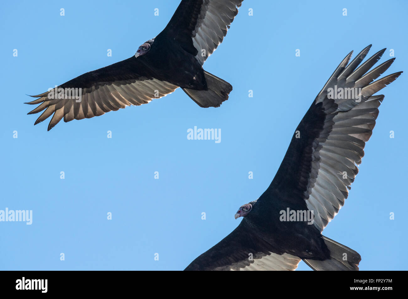 Les vautours noirs la flambée des frais généraux Banque D'Images