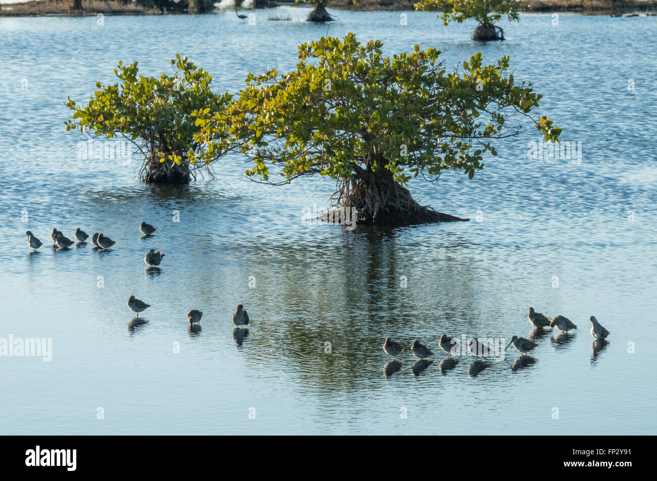 Les bécasseaux à se nourrir dans les marais de mangroves,Merrit Island National Wildlife Refuge Banque D'Images