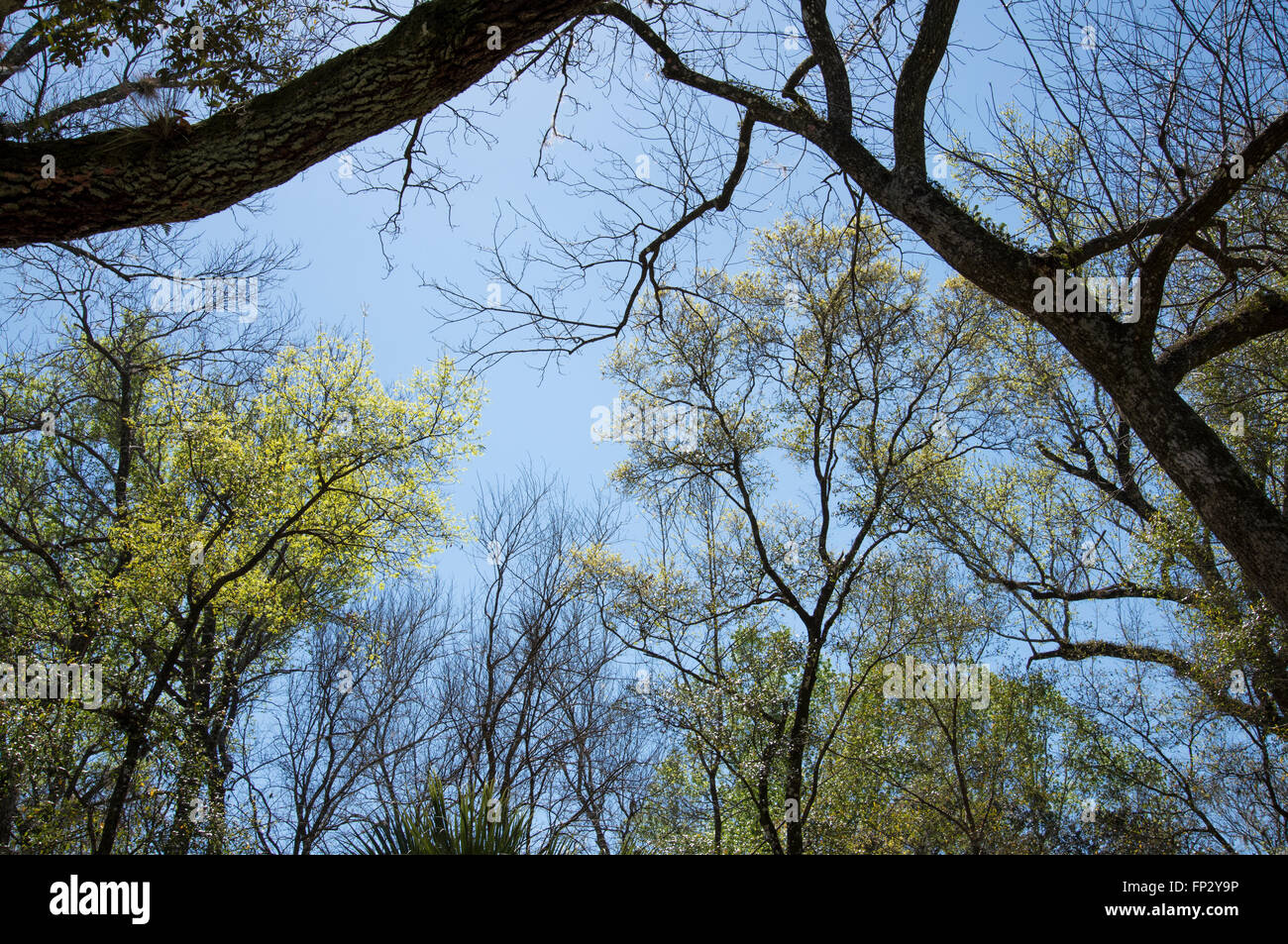 Les arbres de chêne feuilleter avec Hickory squelettes, début du printemps Banque D'Images