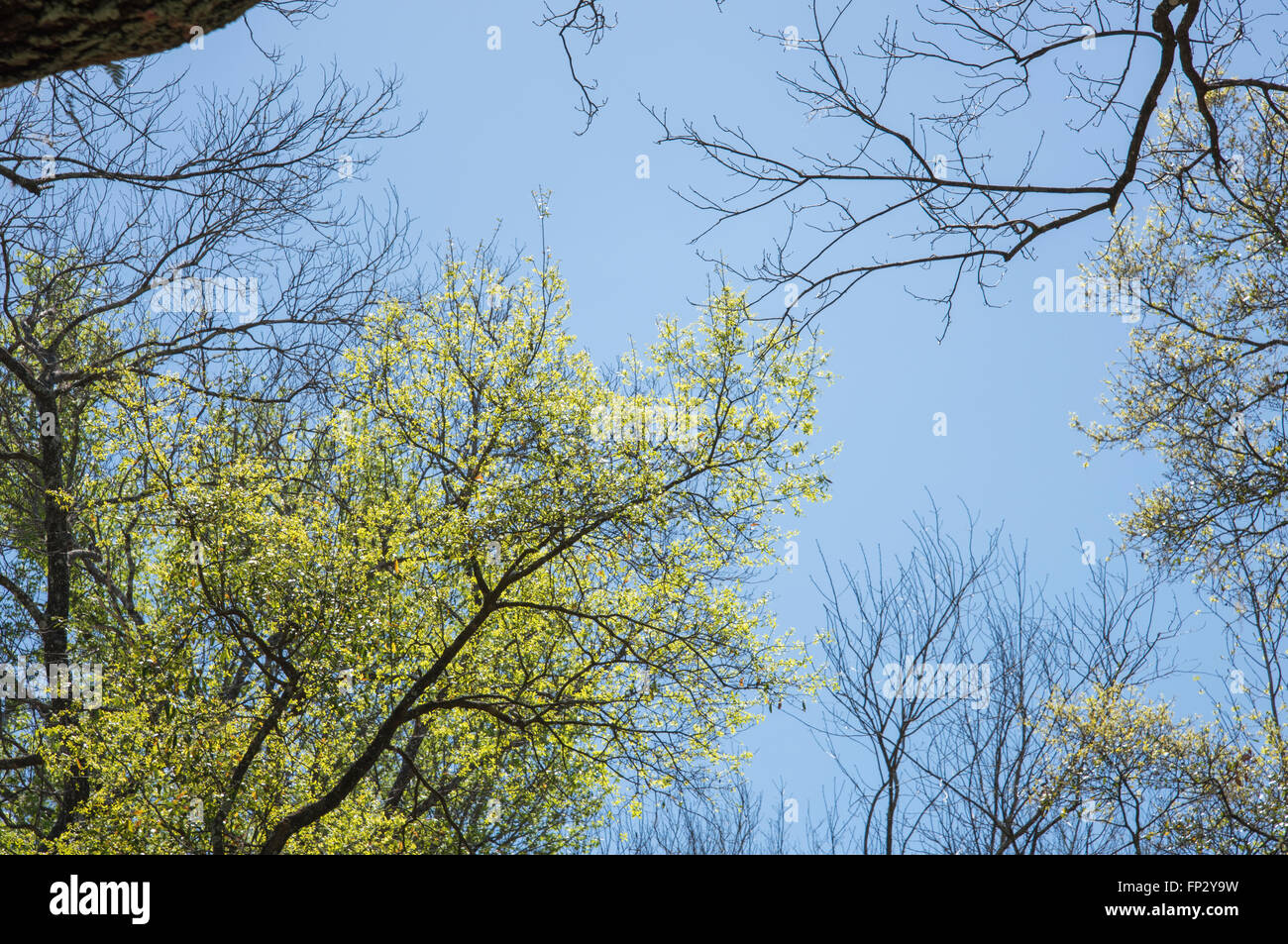 Les arbres de chêne feuilleter avec Hickory squelettes, début du printemps Banque D'Images