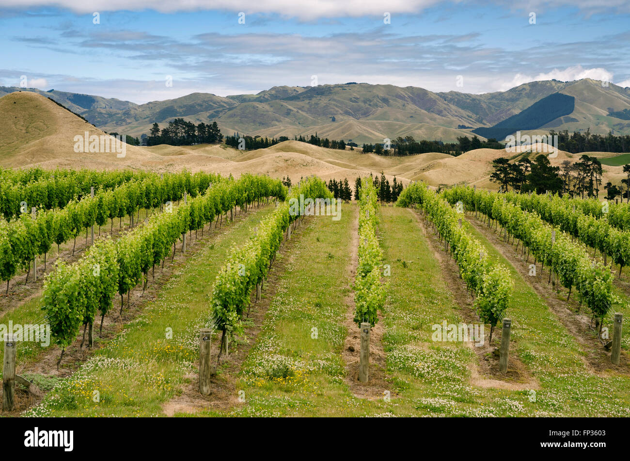 Vignoble de vignes, Nelson, île du Sud, Nouvelle-Zélande Banque D'Images