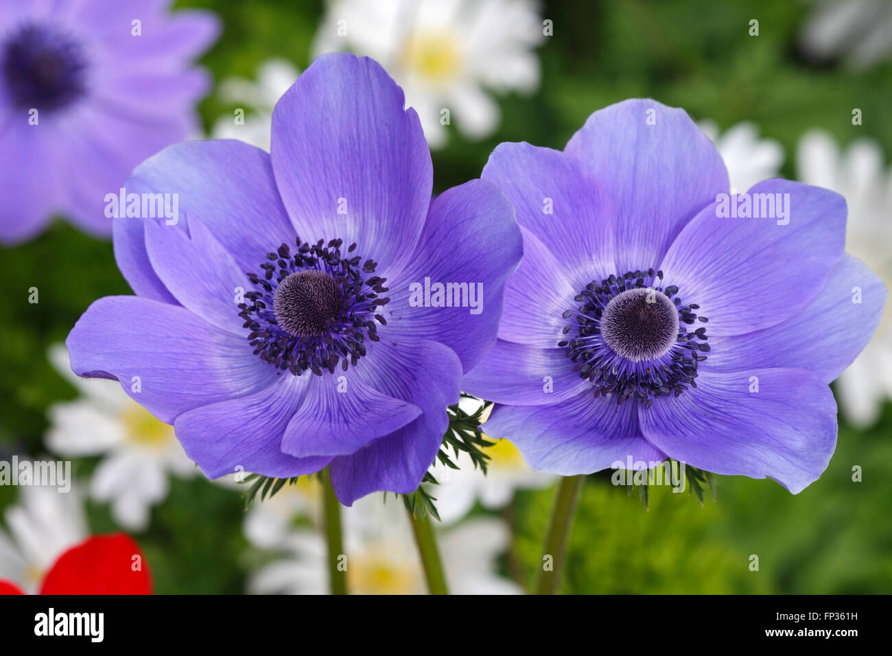 Le pavot bleu anemone (Anemone coronaria) variété de Caen, Schleswig-Holstein, Allemagne Banque D'Images