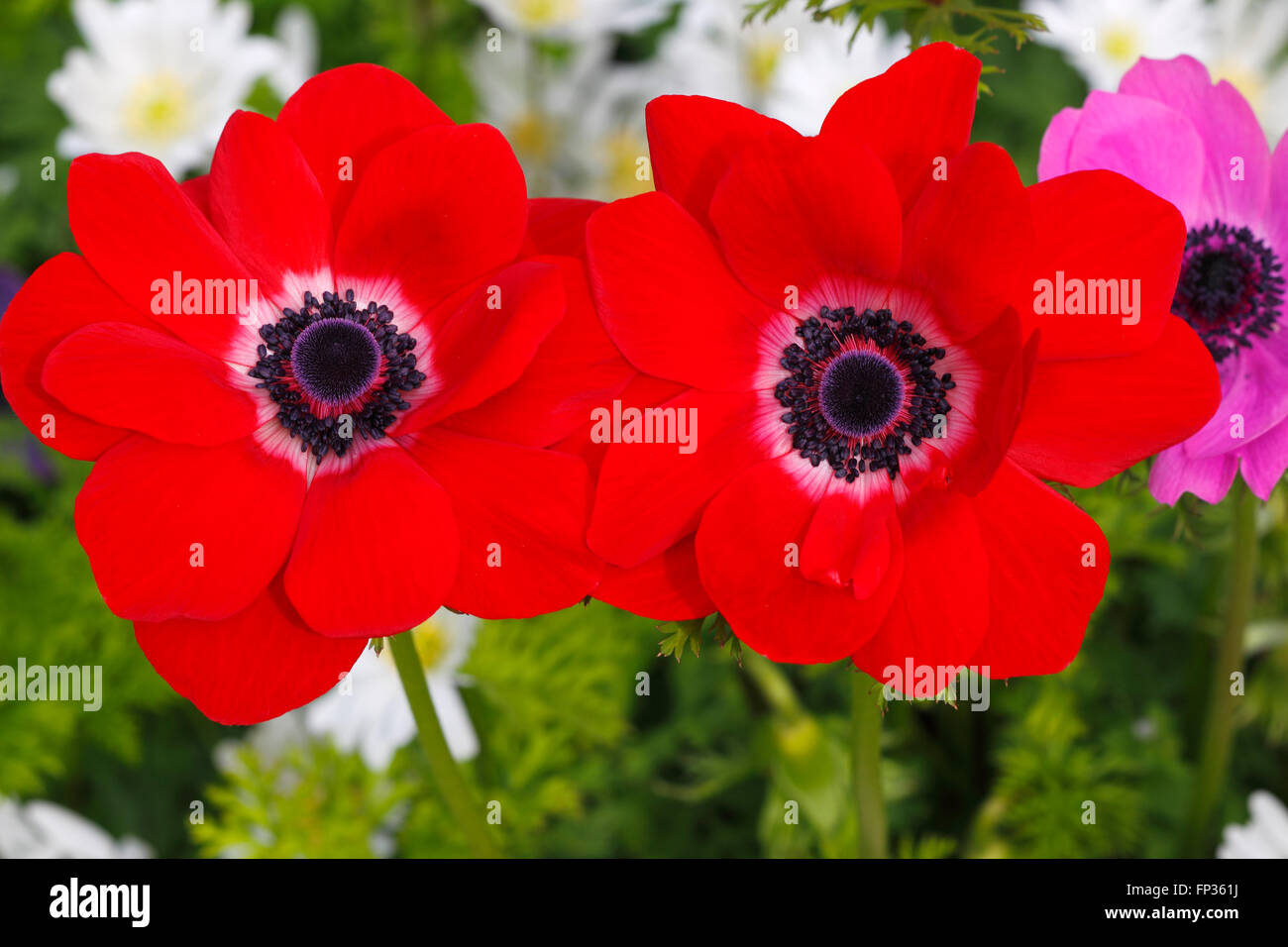 Pavot Rouge anemone (Anemone coronaria) variété de Caen, Schleswig-Holstein, Allemagne Banque D'Images