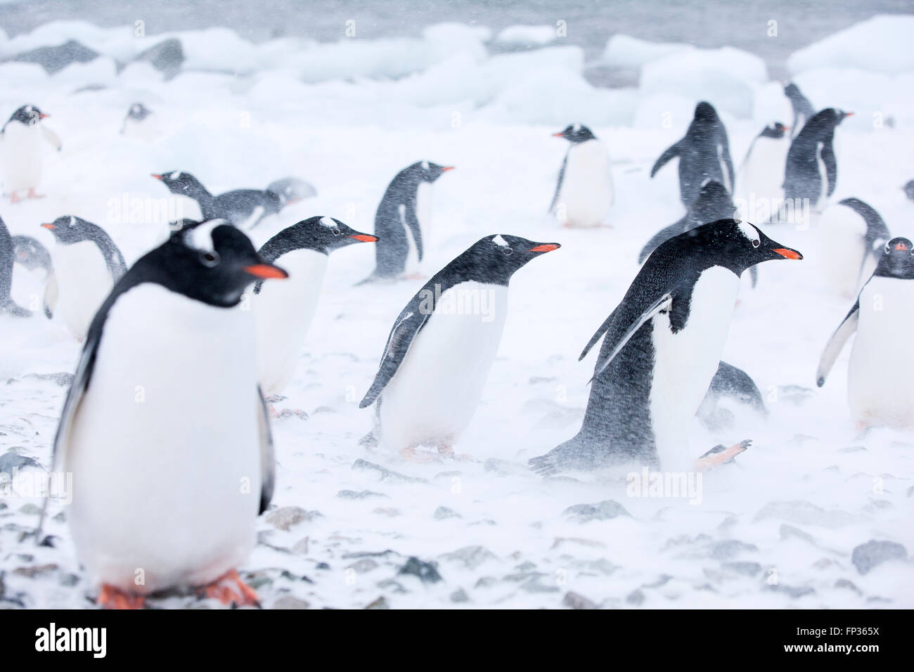 Manchots papous (Pygoscelis papua) dans la tempête, l'Antarctique Banque D'Images
