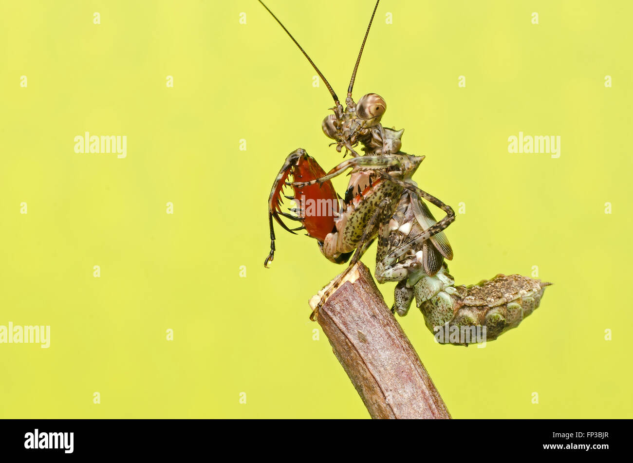Pachymantis bicingulata praying mantis.nymphe Banque D'Images