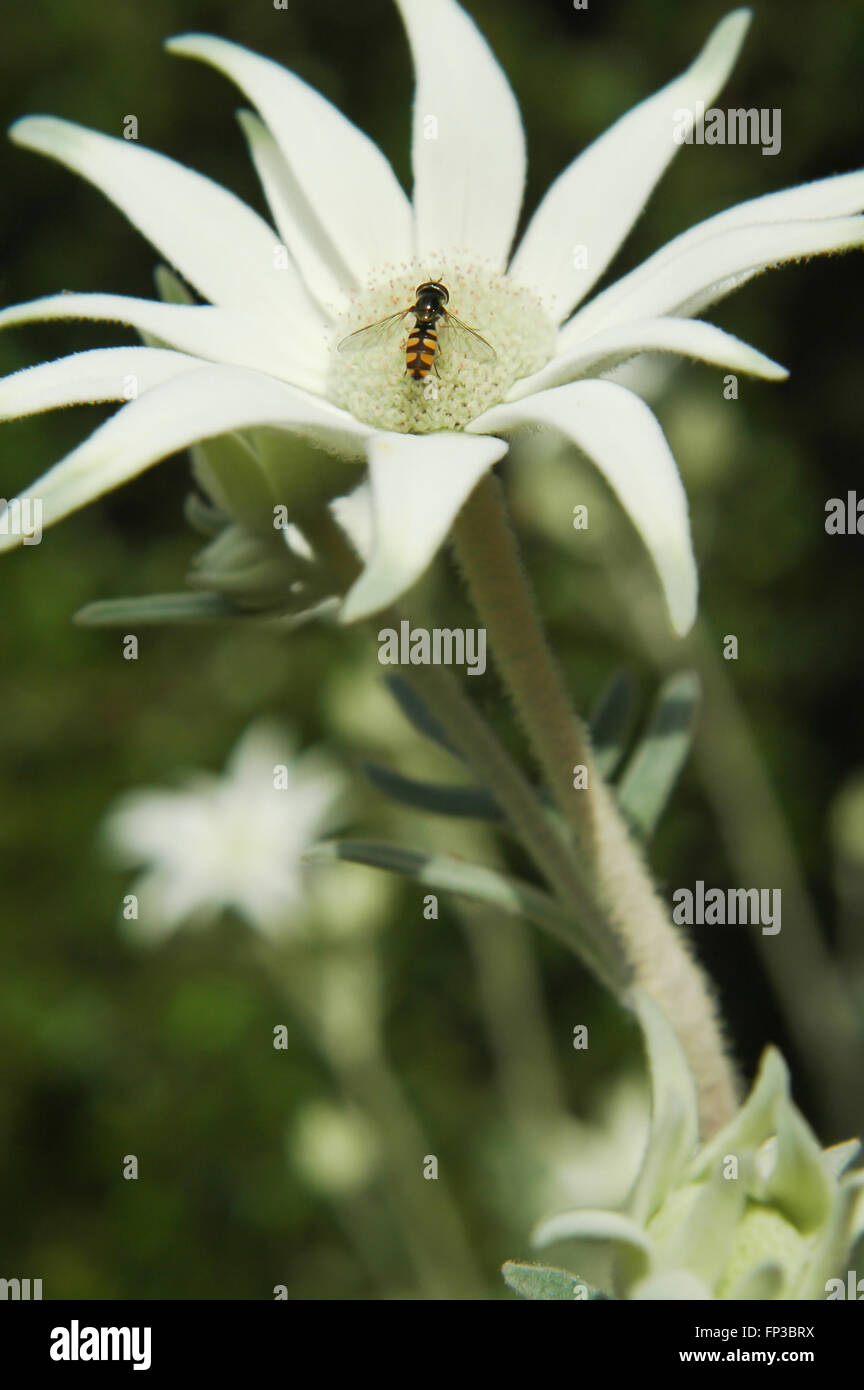 Flannel Flower avec Hoverfly Banque D'Images