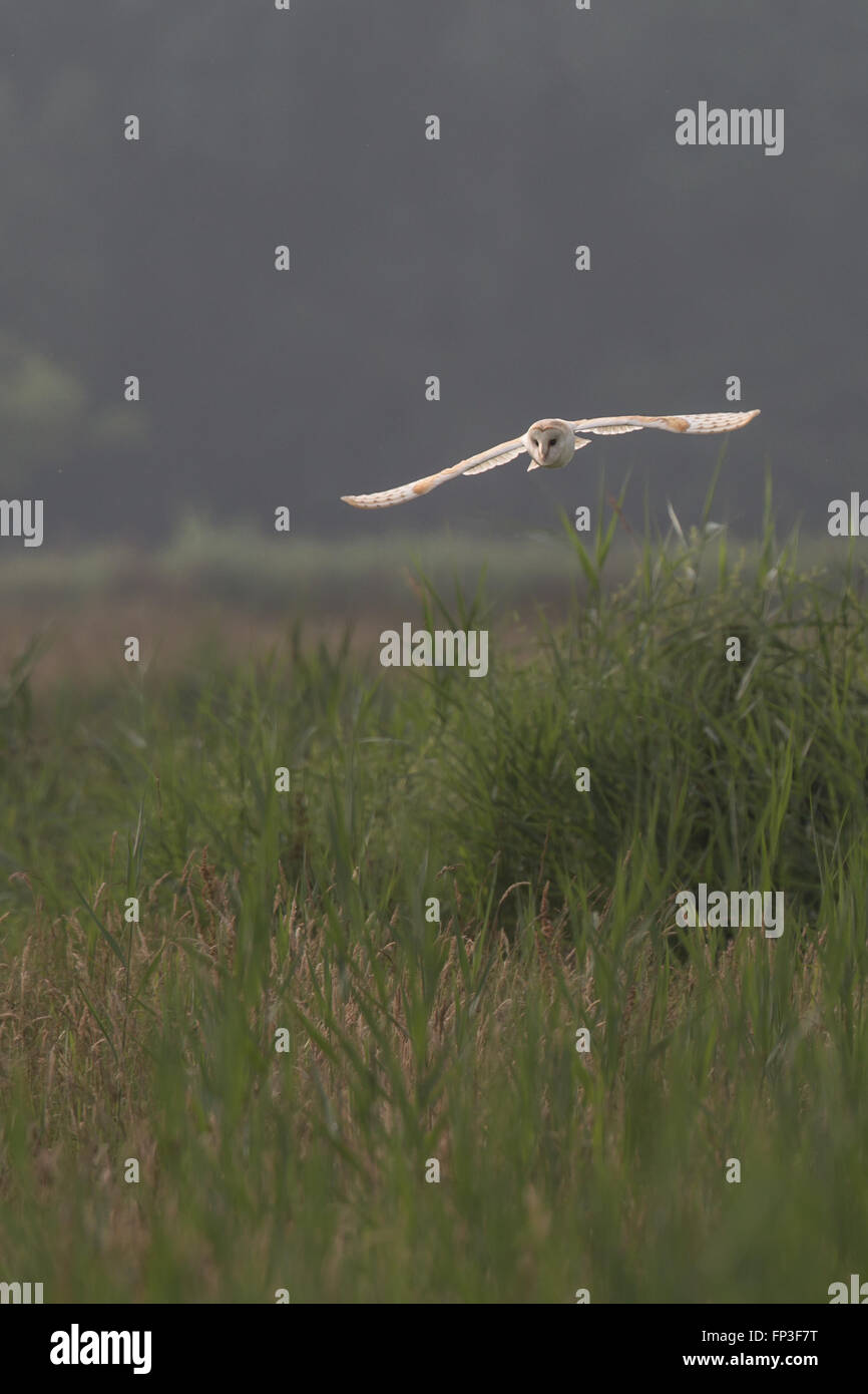 Effraie des clochers de la chasse tôt le matin sur les prairies sauvages et l'herbe haute avec la lumière grâce à plumes des ailes (Tyto alba) Banque D'Images