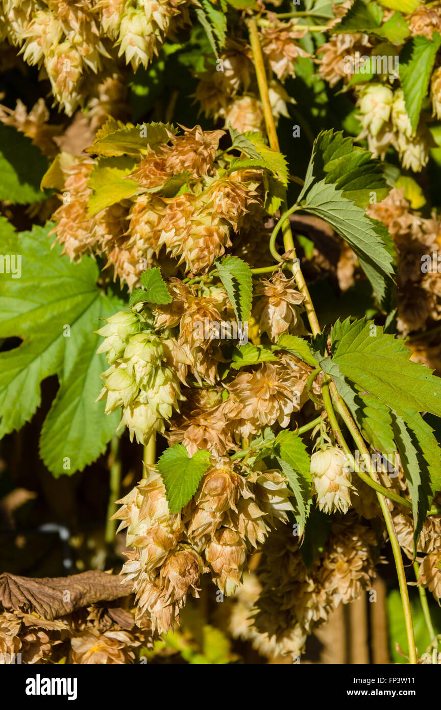 fleurs-houblon-feuilles-vigne-banque-de-photographies-et-d-images