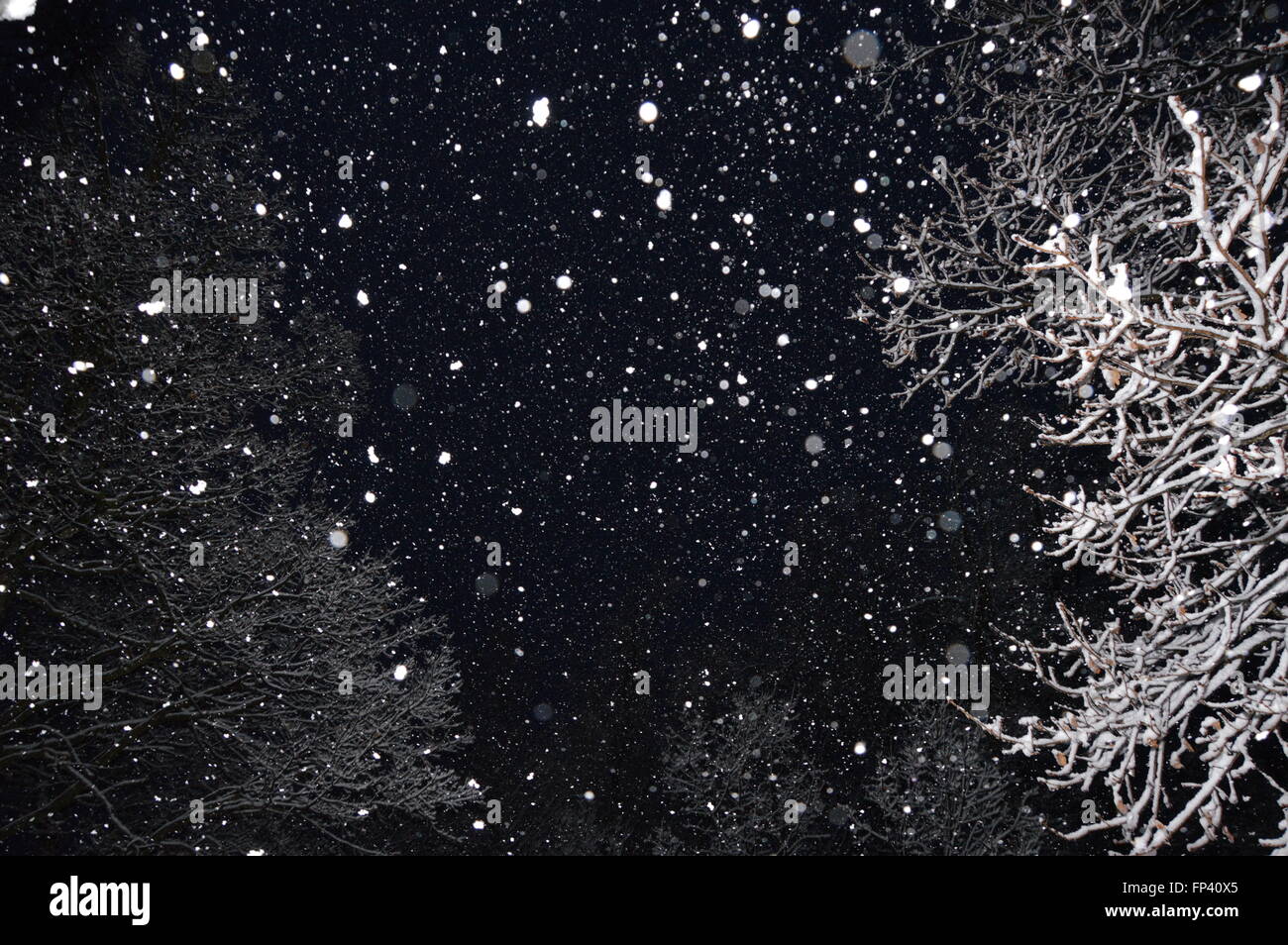 Flocons de neige dans la forêt Banque D'Images