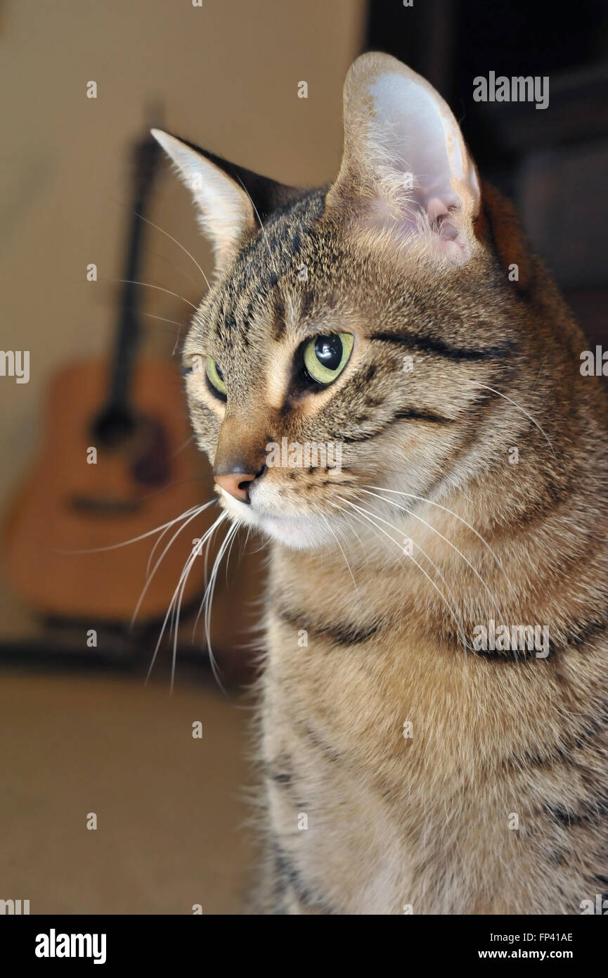 Libre d'un beau chat en face d'une guitare et d'un centre de divertissement Banque D'Images