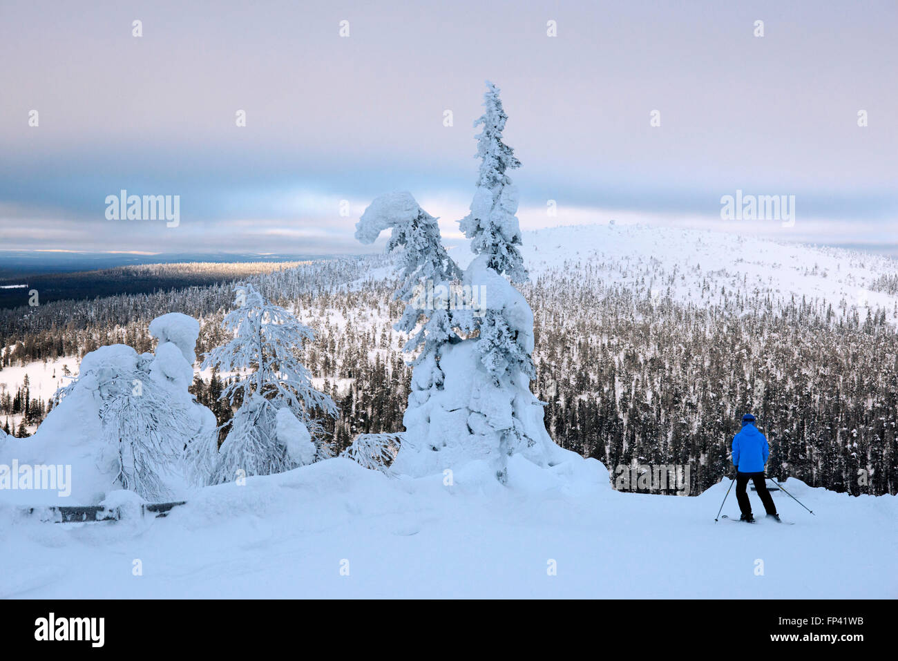 L'accumulation de neige sur la Salla a diminué. Salla ski resort. Profondément dans le désert de neige fortement laden conifères et robuste est tombé hi Banque D'Images