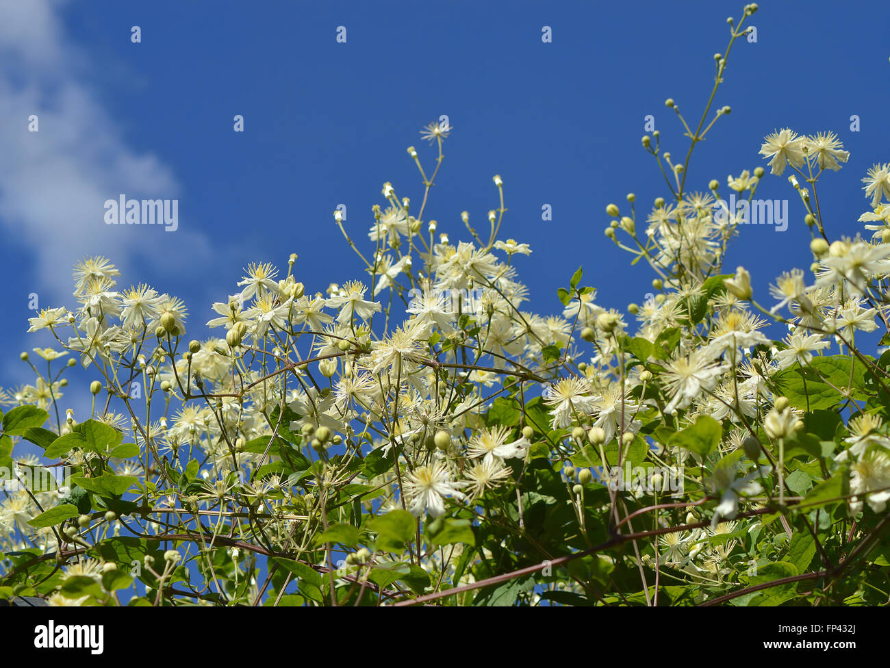 La floraison Bush contre le ciel. Banque D'Images