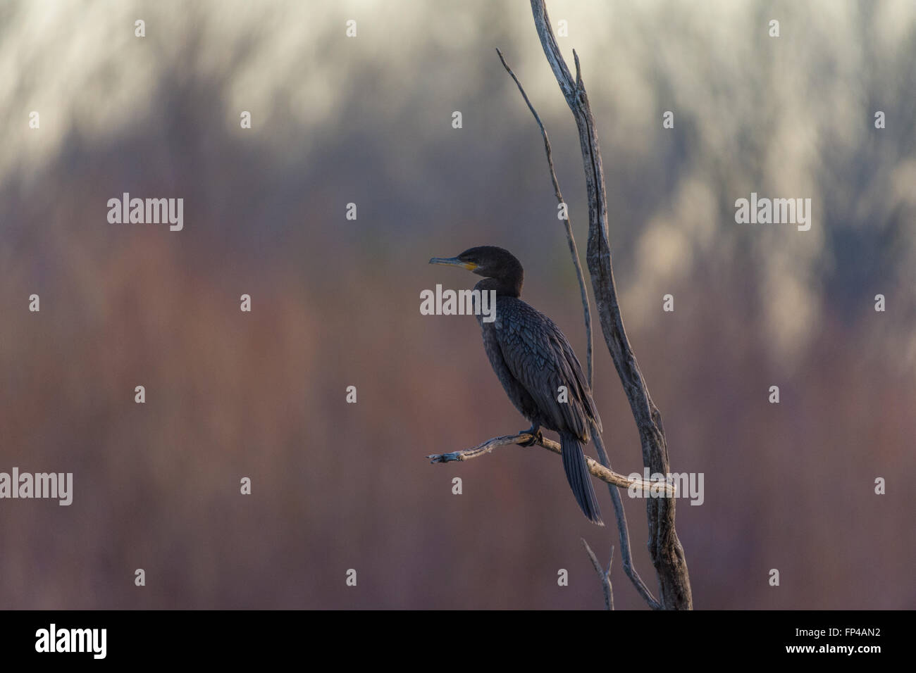 Cormoran vigua (Phalacrocorax brasilianus),, Bosque del Apache National Wildlife Refuge, Nouveau Mexique, USA. Banque D'Images