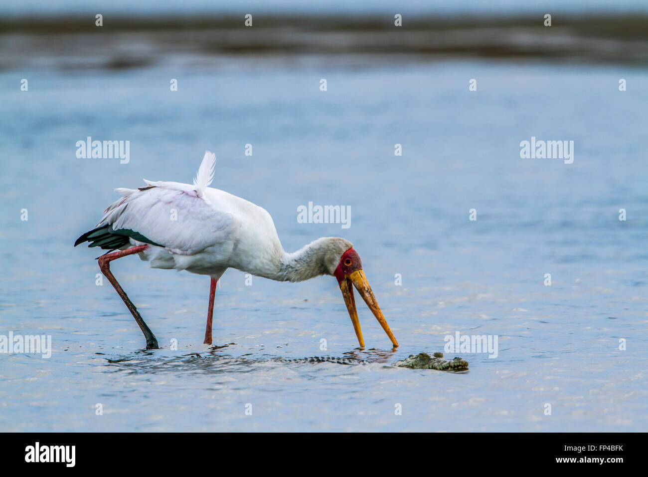 Cigogne à bec jaune dans le parc national Kruger, Afrique du Sud ; Espèce Mycteria ibis famille des Ciconiidae Banque D'Images