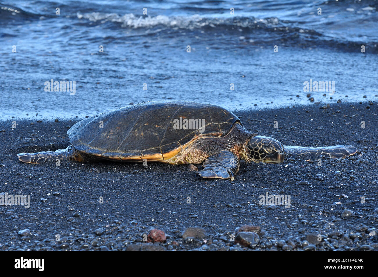 Chelonia Mydas : une tortue de mer verte à une plage de sable noir de Punalu'u beach sur Hawaii Banque D'Images