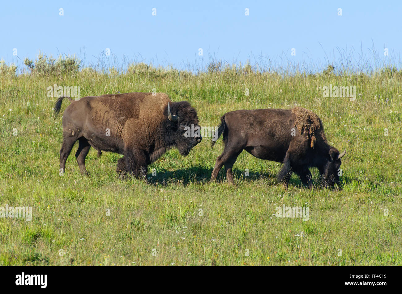 Bison bison bison : deux dans le Parc National de Yellowstone Banque D'Images