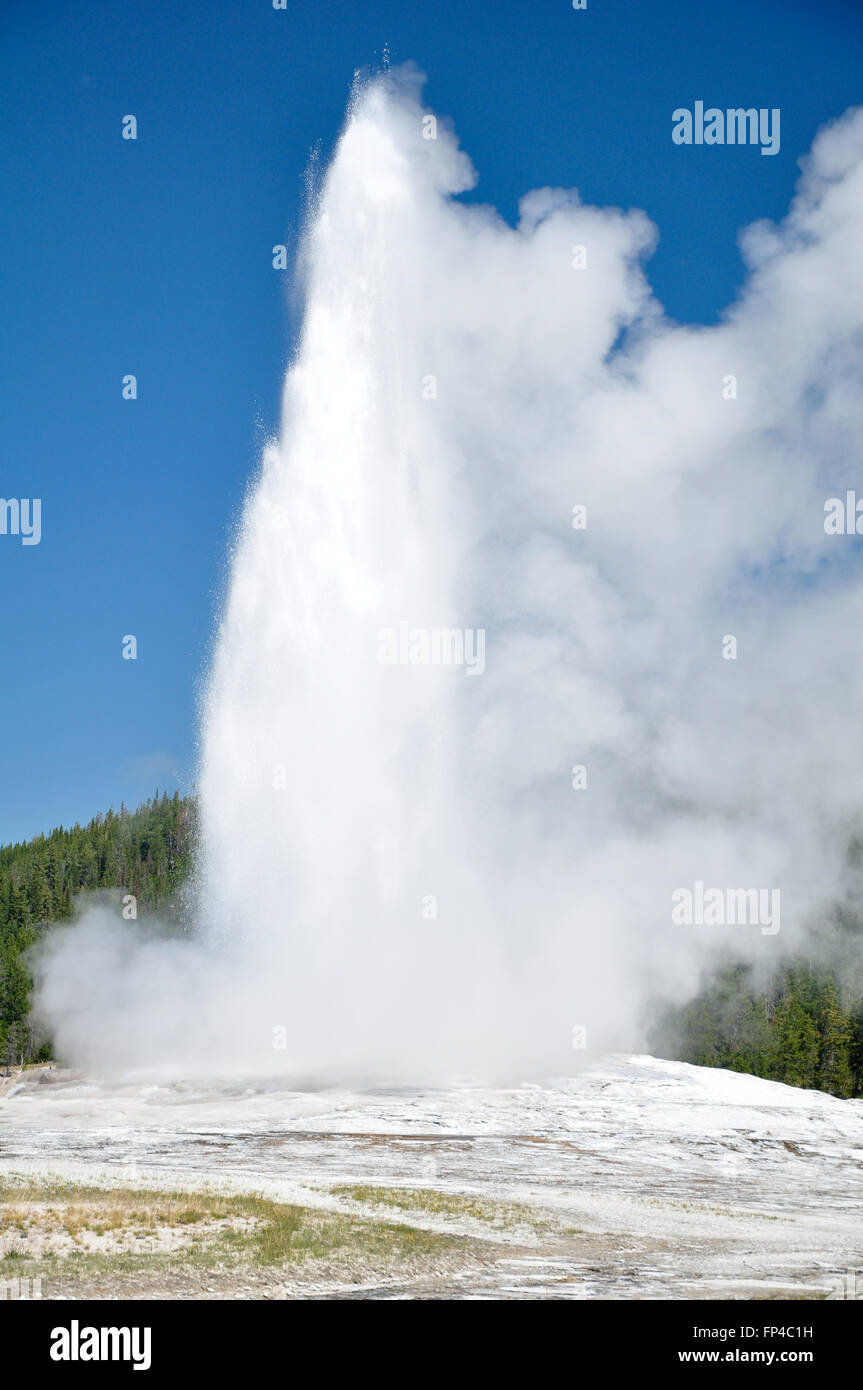 Old Faithful Geyser in Yellowstone National Park Banque D'Images