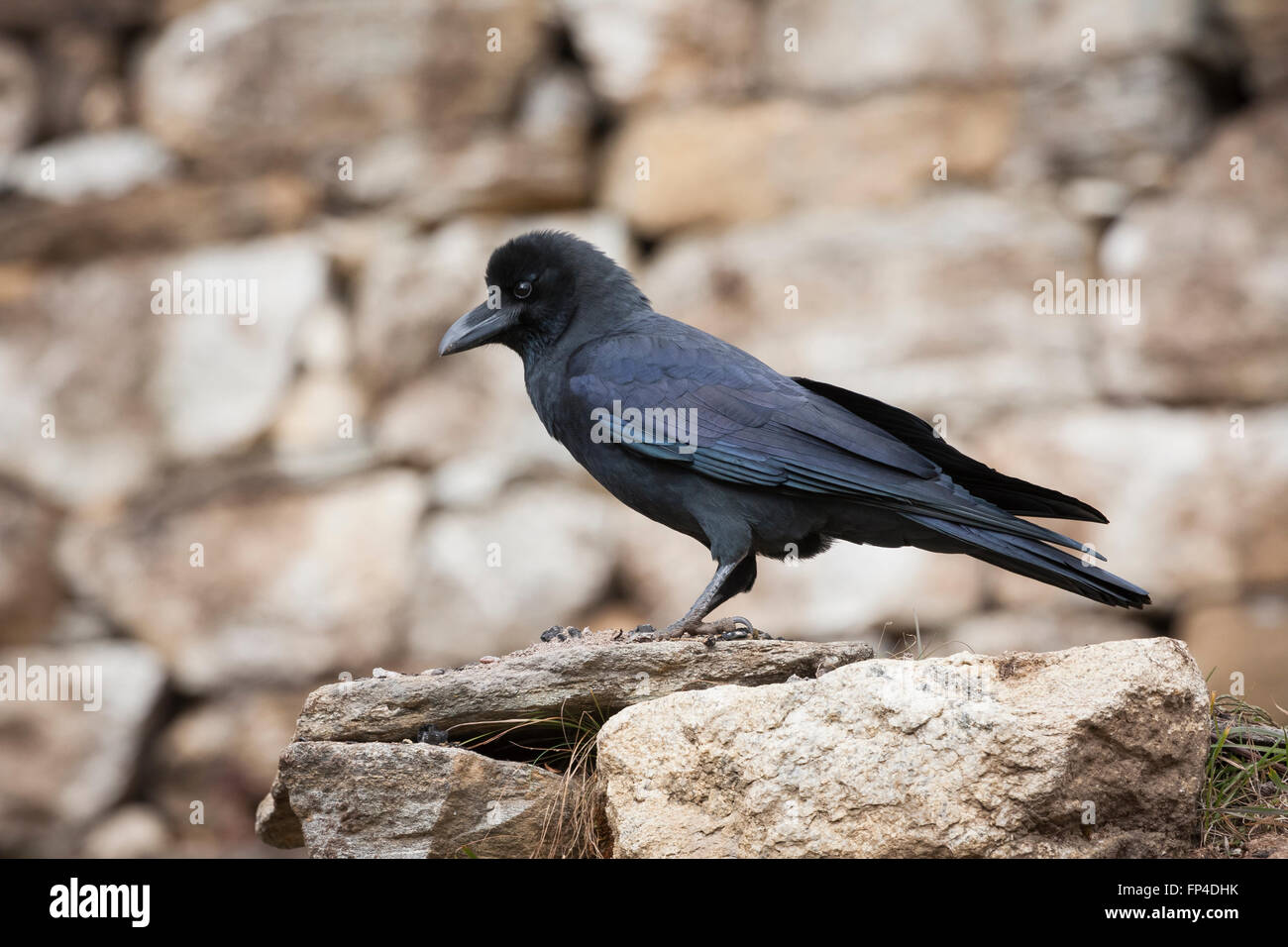 Gros-bec-de-Corbeau (Corvus macrorhynchos). Parc national de Sagarmatha. Le district de Solukhumbu. Le Népal. Banque D'Images