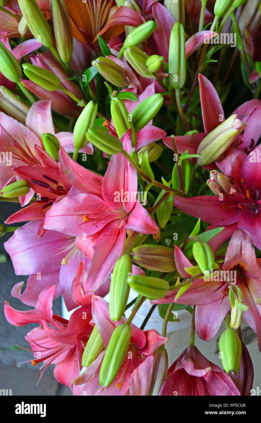 Belle lis Stargazer rose en flowershop Banque D'Images