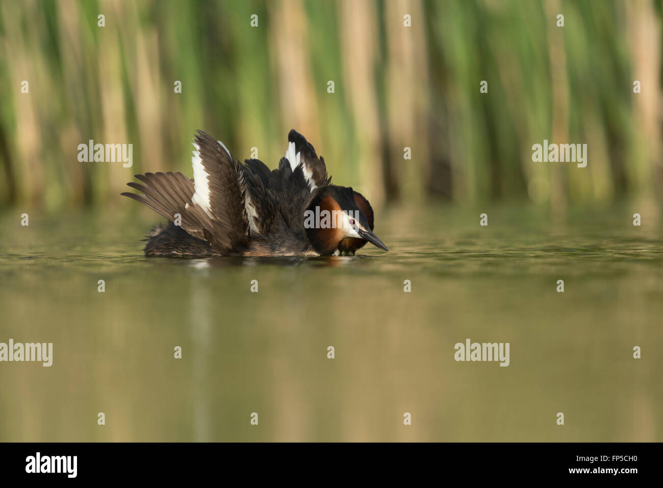Great Crested Grebe ( Podiceps cristatus ) à moitié ouvre ses ailes pour impressionner son compagnon, montre l'exposition de la cour, la faune, l'Europe. Banque D'Images
