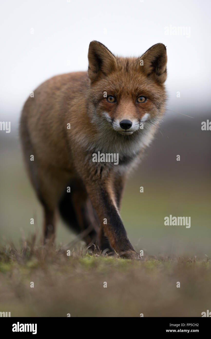 Red Fox / Rotfuchs ( Vulpes vulpes ) à nice fourrure d'hiver, un corps entier, Close up, intense proximité et d'expression. Banque D'Images