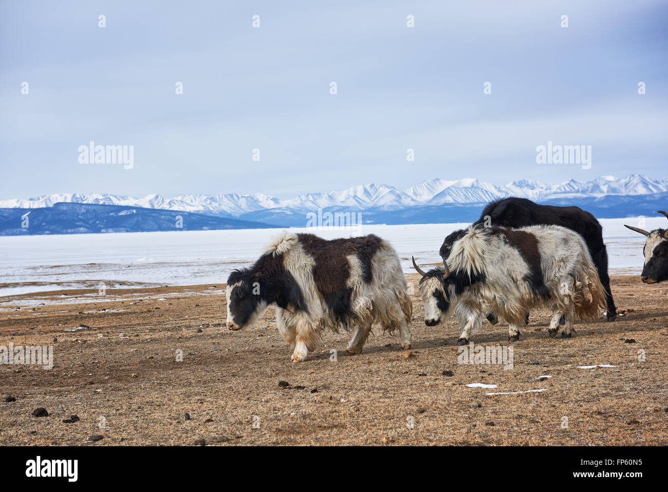 Les adultes les yaks mongol rendez au pâturage le long de rives du lac Hovsgol . La Mongolie Banque D'Images