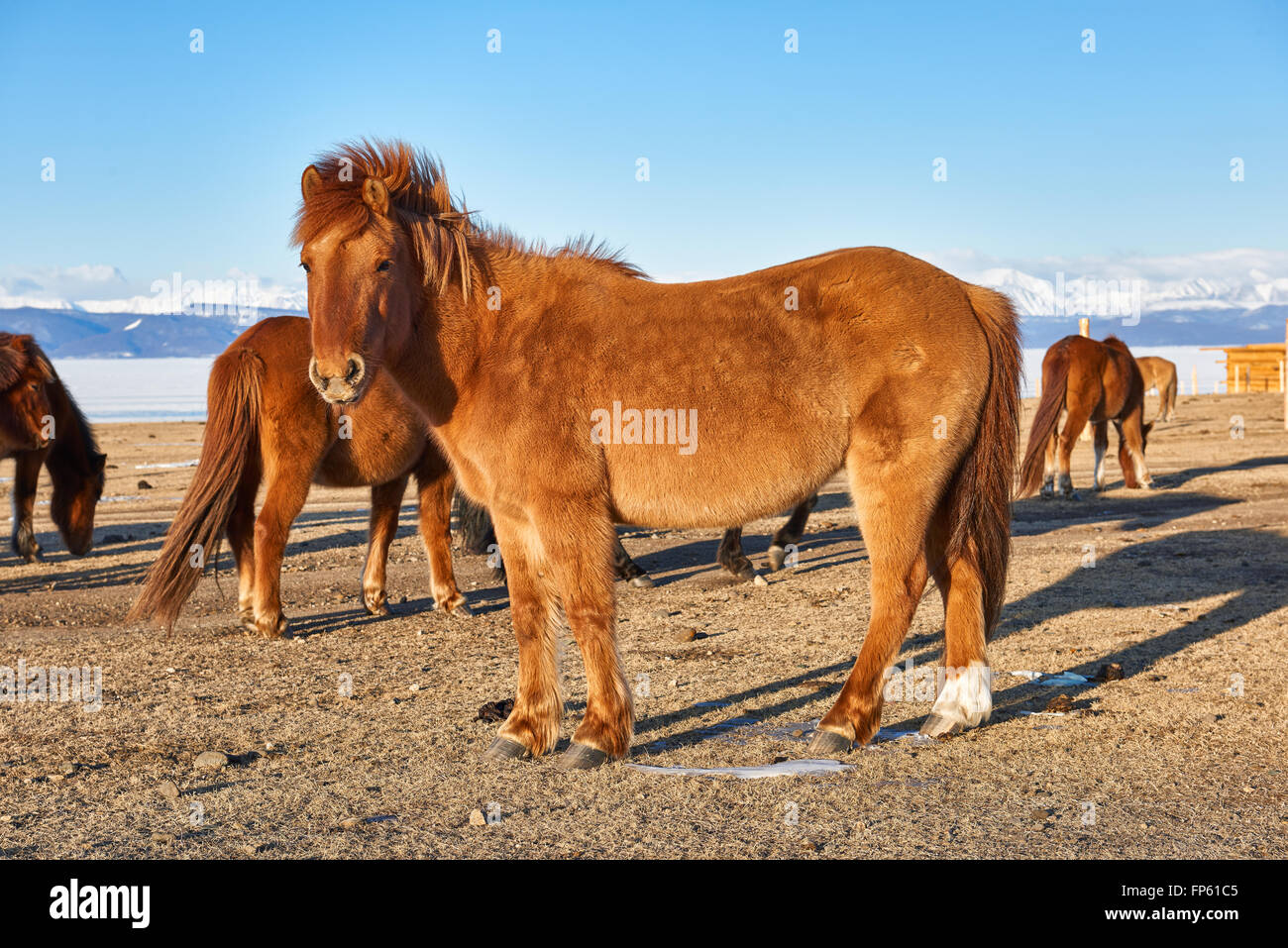 Cheval Mongolie élégant dans un pâturage en Mars Banque D'Images