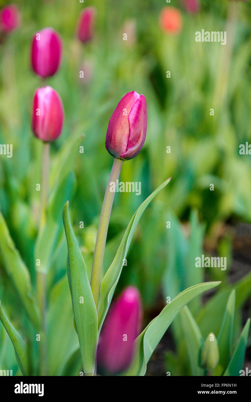 Les tulipes avec des feuilles vertes au printemps jardin fleuri. Banque D'Images