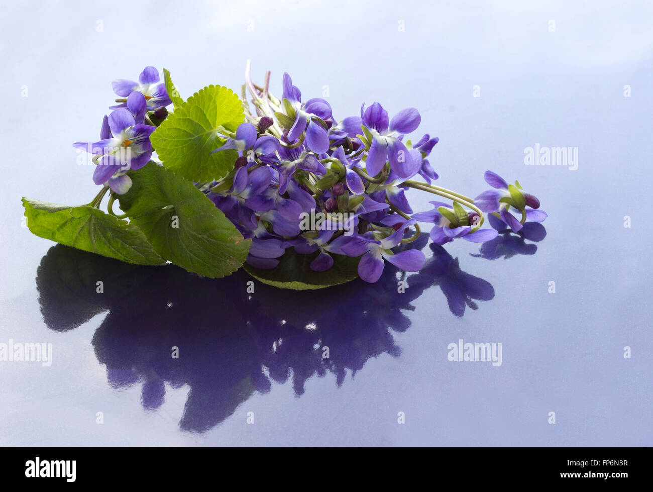 Bouquet de violettes Banque D'Images