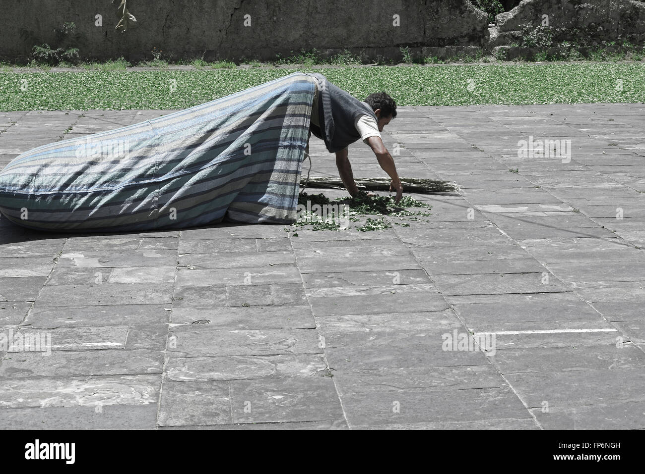 Le travailleur la collecte des feuilles de coca séchées dans un grand sac à la Coca Depot à Chulumani, Sud Yungas, Bolivie Banque D'Images