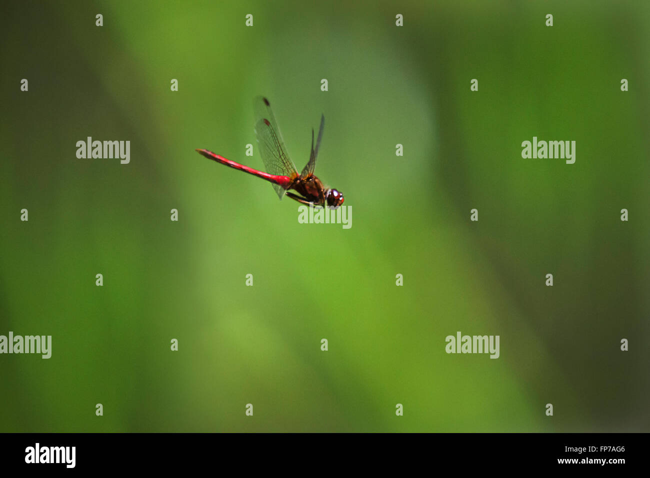 Ruby meadowhawk vol libellule sur fond vert. Banque D'Images