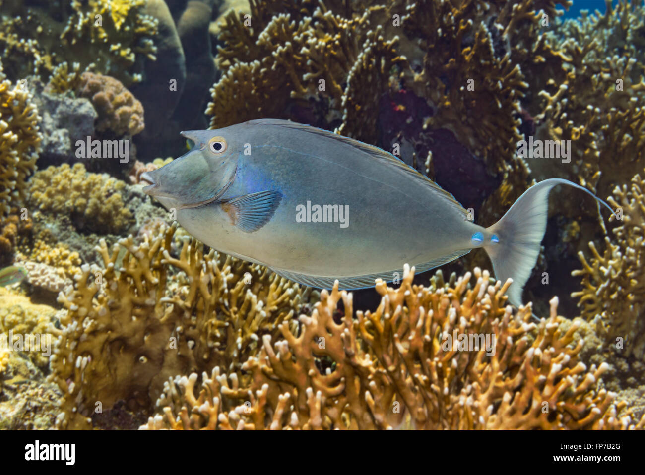 Naso unicornis Bluespine goldfish {} a une corne sur le front. Vue de profil. Elphinstone, Red Sea, Egypt. Juin Banque D'Images