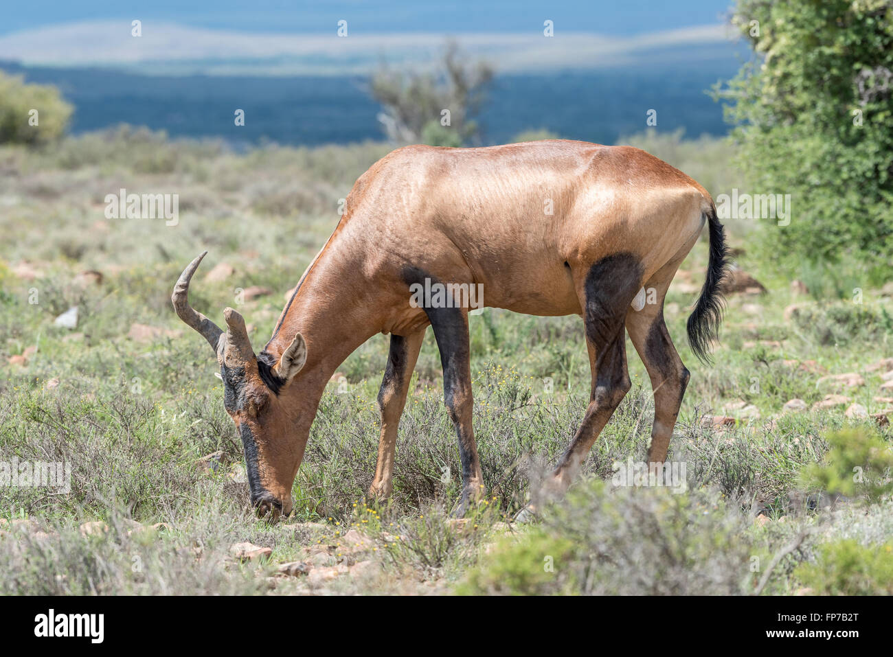 Un bubale rouge avec broken horn, Alcelaphus buselaphus caama, le pâturage dans le Mountain Zebra National Park près de Cradock dans Sout Banque D'Images
